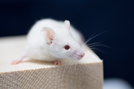 Next Generation Severely Immunodeficient NOG-EXL mouse