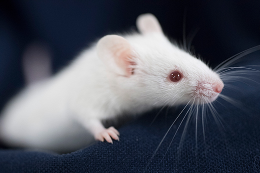 Next Generation Severely Immunodeficient NOG-FcgR KO mouse