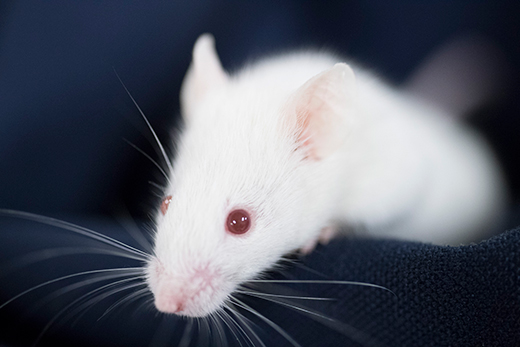 Next Generation Severely Immunodeficient NOG-IL15 mouse
