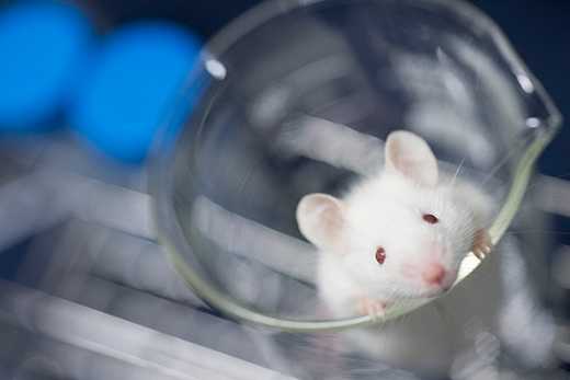 Next Generation Severely Immunodeficient NOG-IL6 mouse
