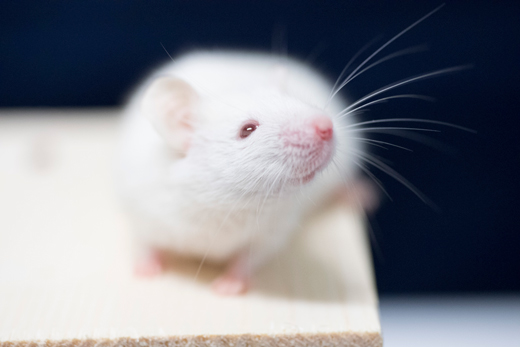 Next Generation Severely Immunodeficient NOG-ΔMHC mouse